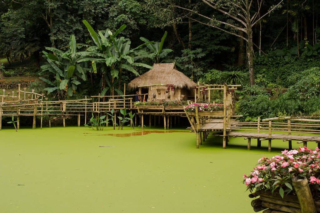 colorful queen gardens in chiang rai