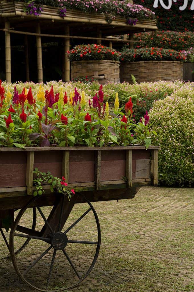 colorful gardens in chaing rai