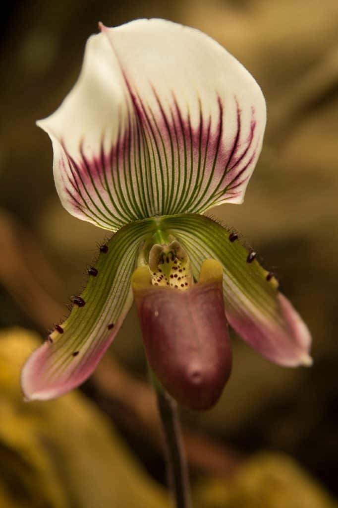 orchid in the queen gardens chiang rai