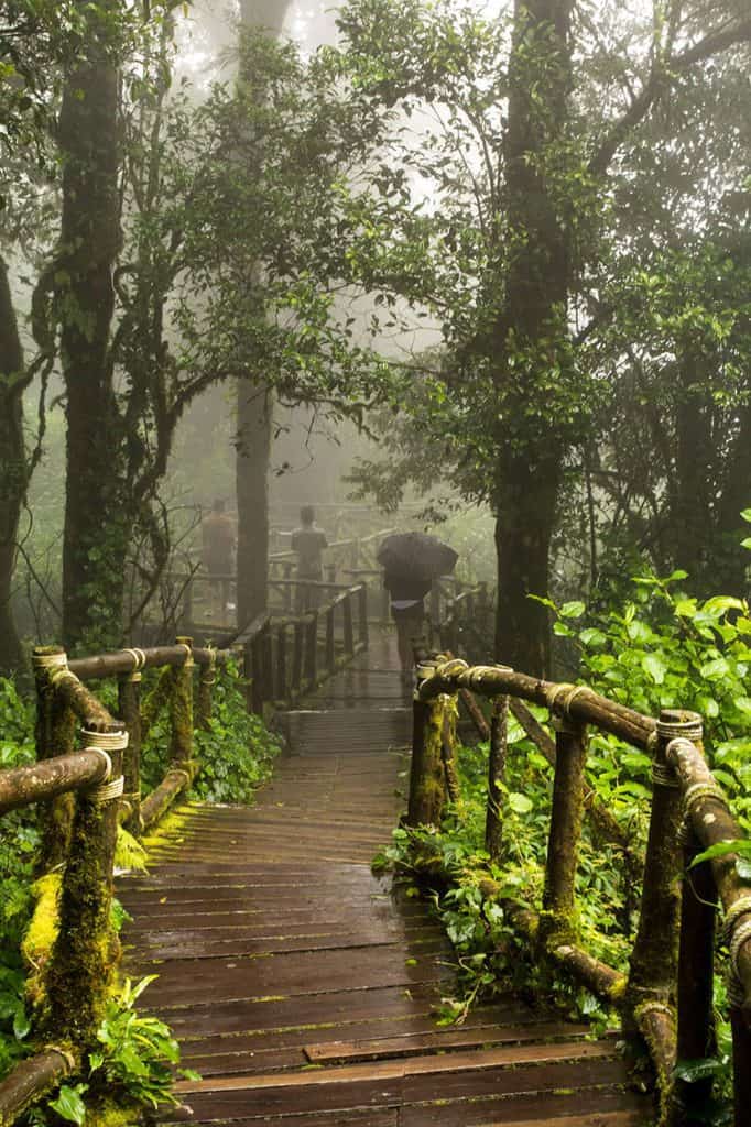 שביל עץ בשמורת הטבע דוי אינטנון בתאילנד