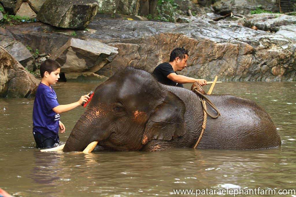 a boy helping to scrub down the elephant in the river