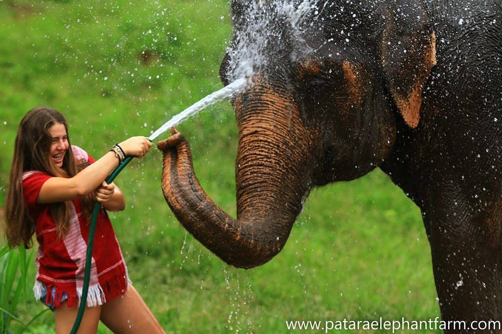 נערה רוחצת פיל בצינור