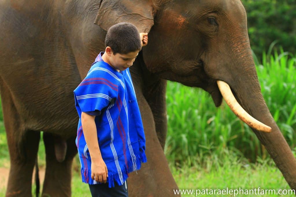 A boy leading an elephant