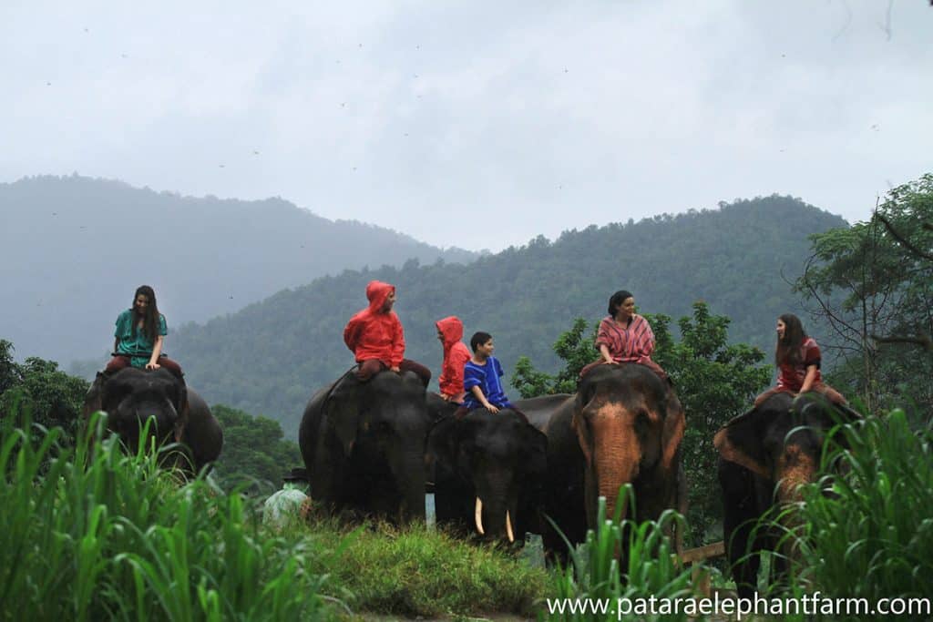 a group of people sitting on elehants in nature