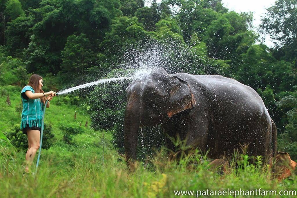 a girl washing an elephant with a hose