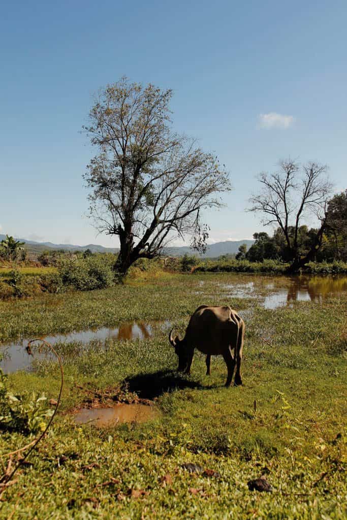 agriculture landsacapes in Kyaing Tong Myanmar