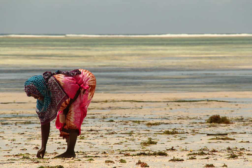 A local woman in Zanzibar picking shells