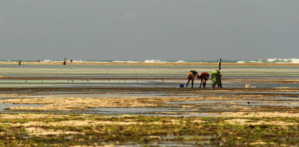 People looking for shells and sea creatures