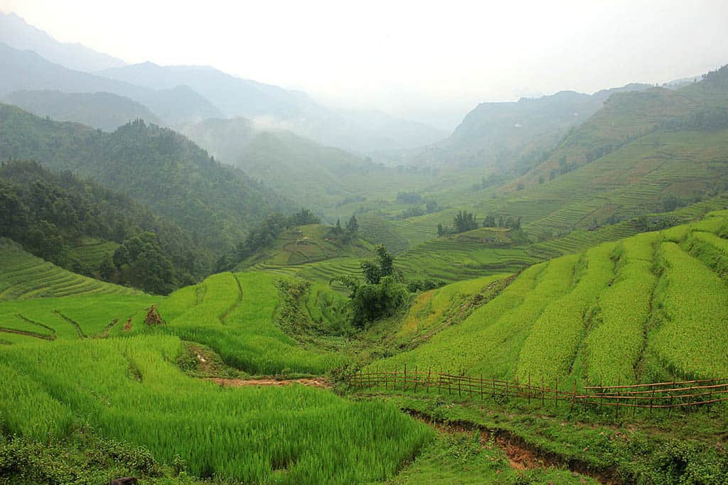 Green mountains and rice firlds