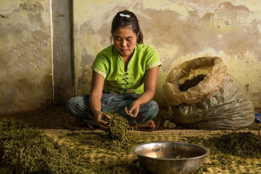 Woman sorting out tea leaves