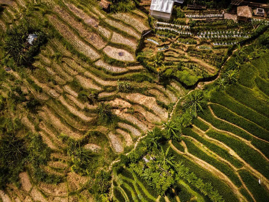 Bali rice fields from above
