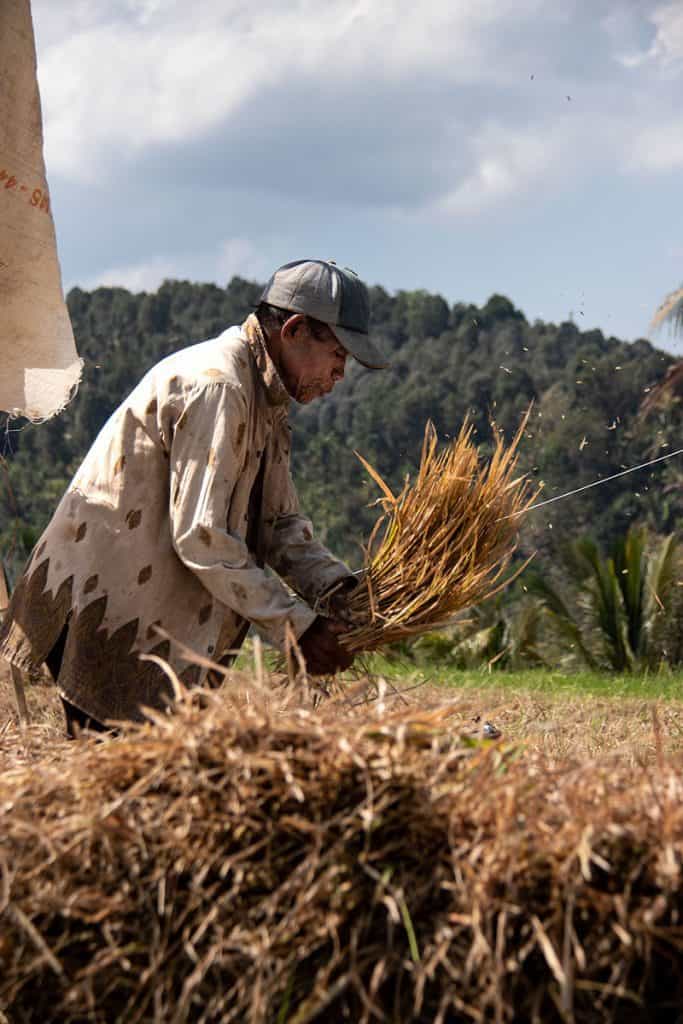 a farmer is working in Munduk rice field