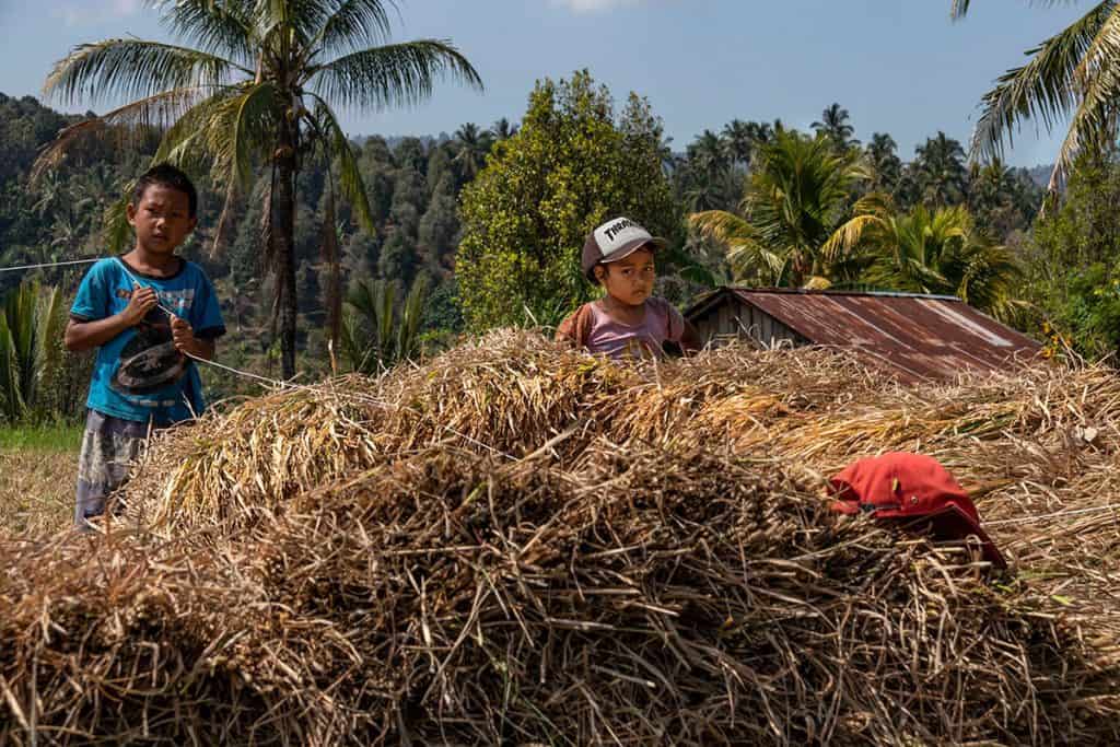 Children helping in the rice fields in Munduk Bali