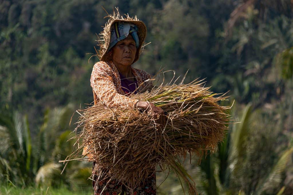 a women working in the rice fields