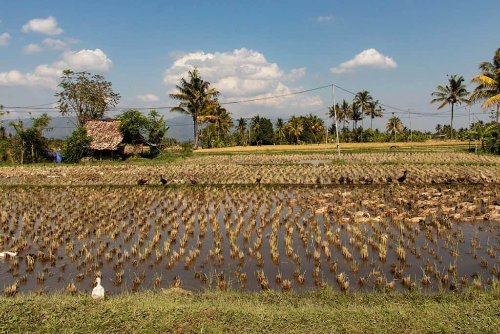 Munduk rice fields in harvest season