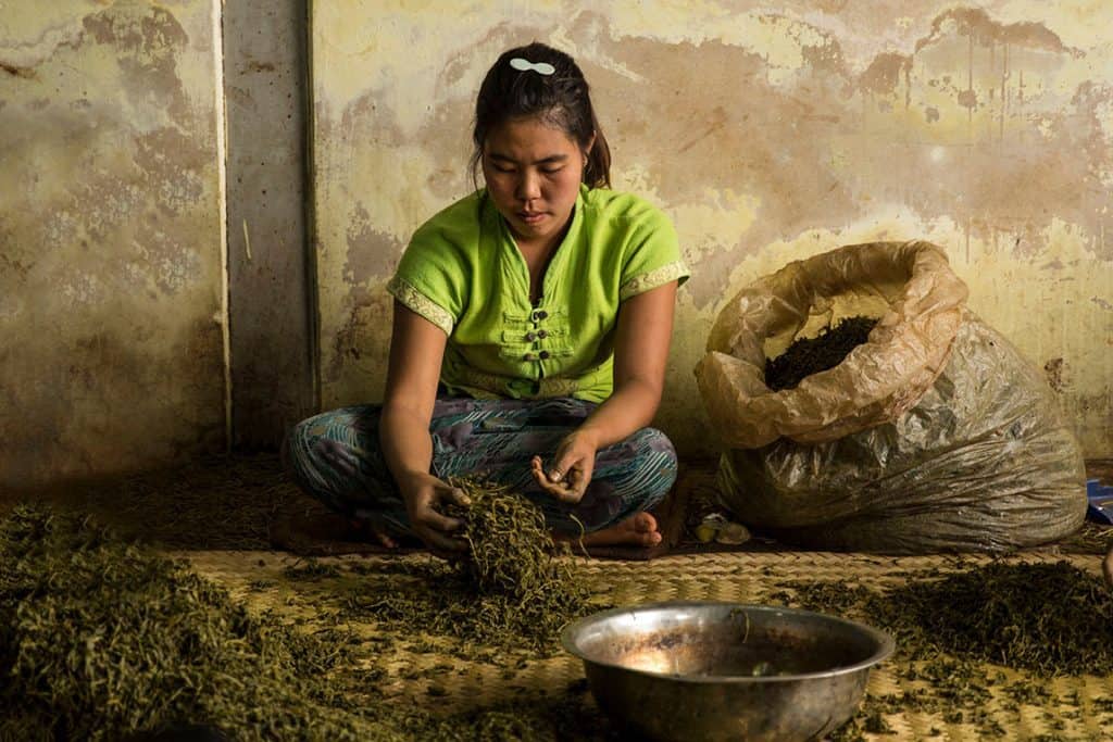 a woman sorting tea leaves