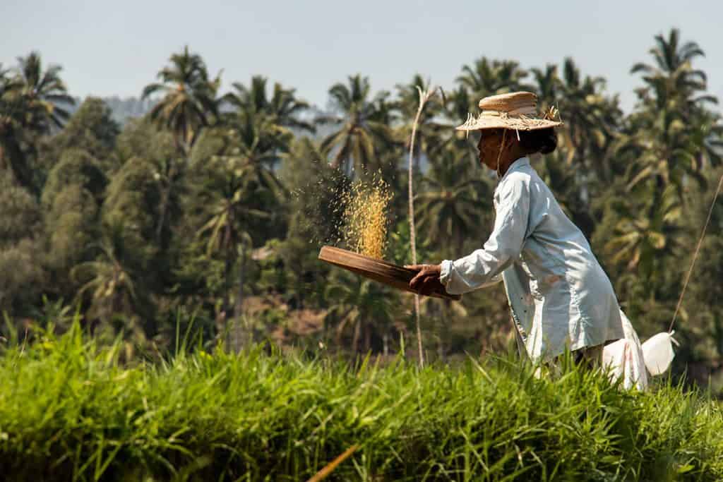 A woman straining rice in Bali