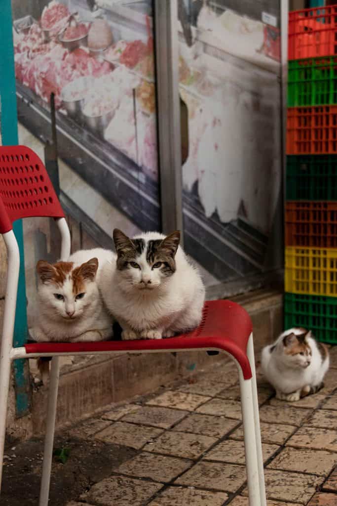 thre cats in Akko market