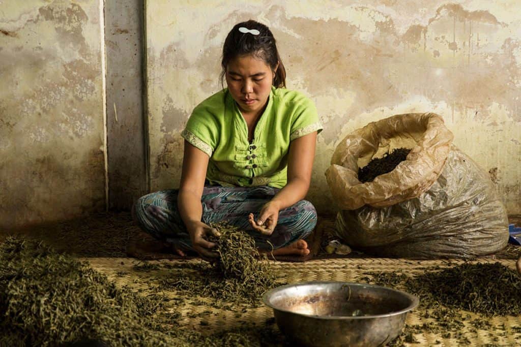 a Burmese woman drying and sorting the tea leaves in Myanmar