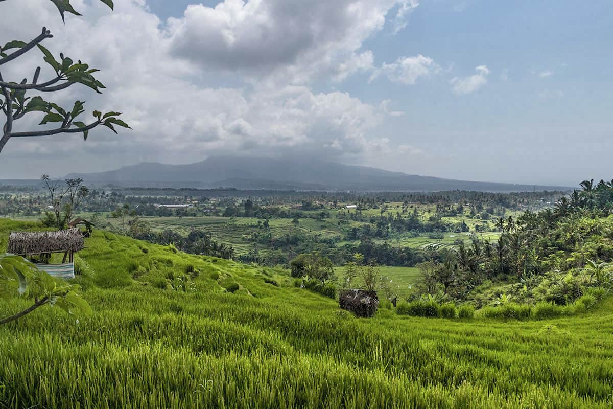 Tenganan Rice Fields in Bali