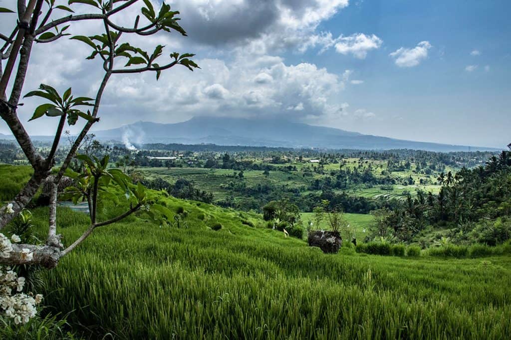 Tenganan rice fields in Bali