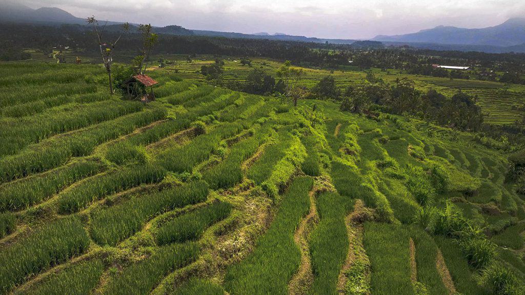 Tenganan rice paddies in Bali
