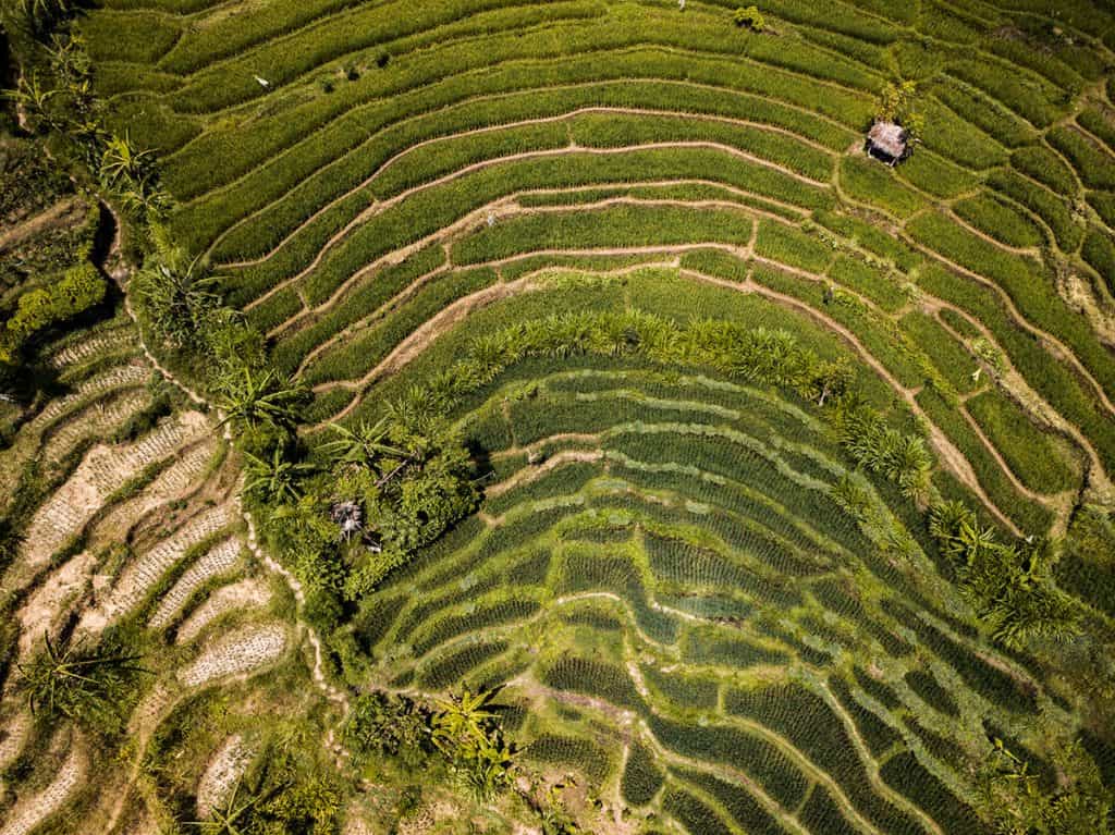 Dreamy rice fields Bali