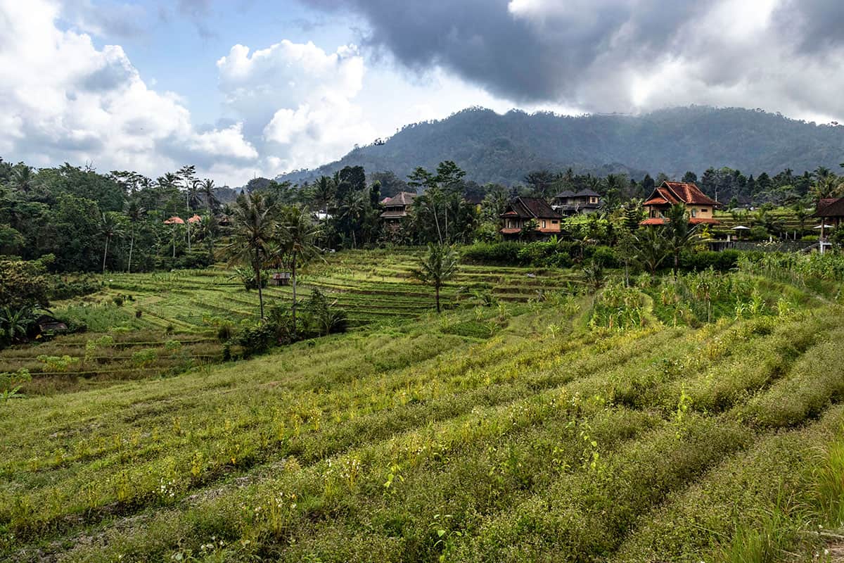 rice fields in Sidemen valley in Bali