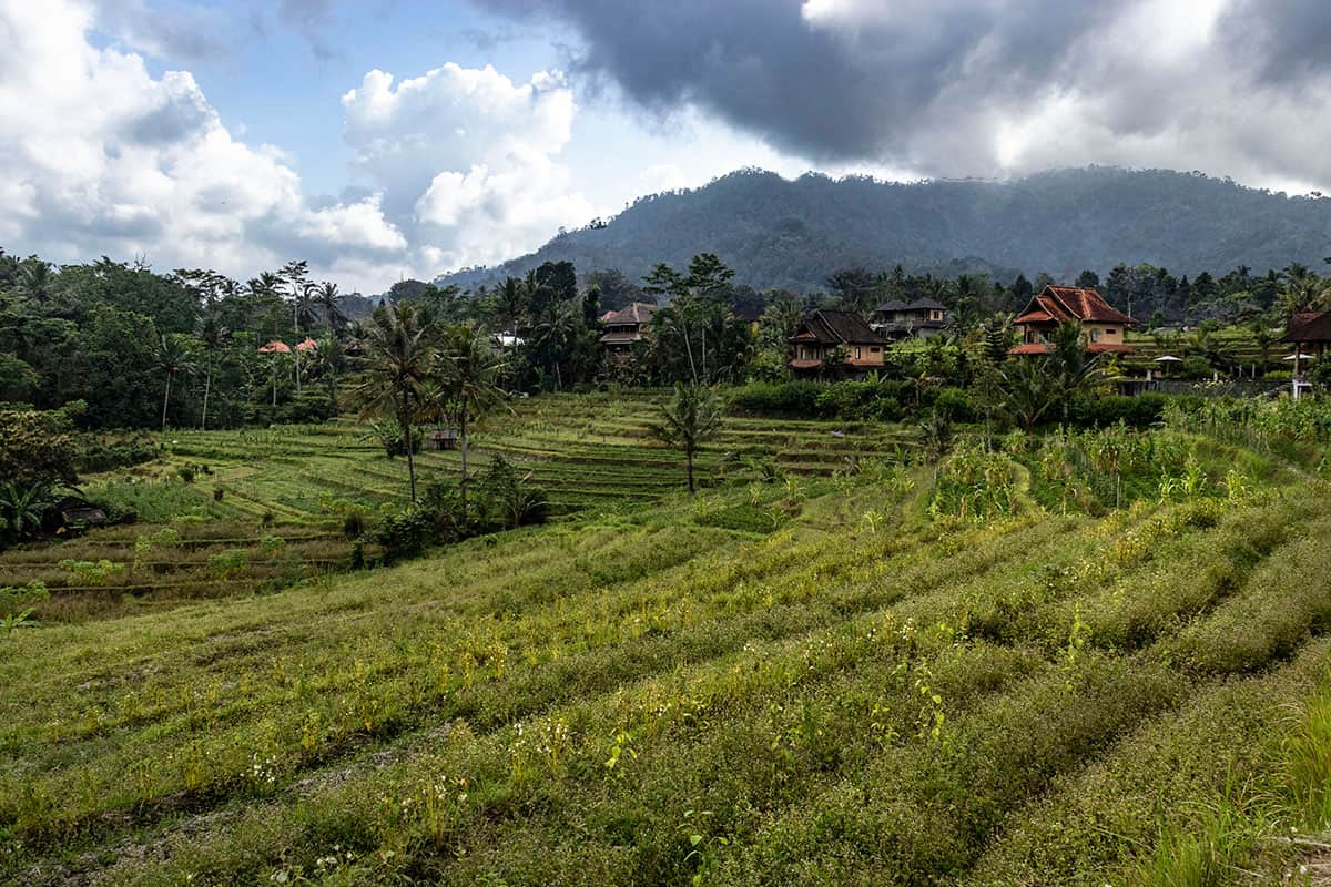 Bali Sidemen rice terrace