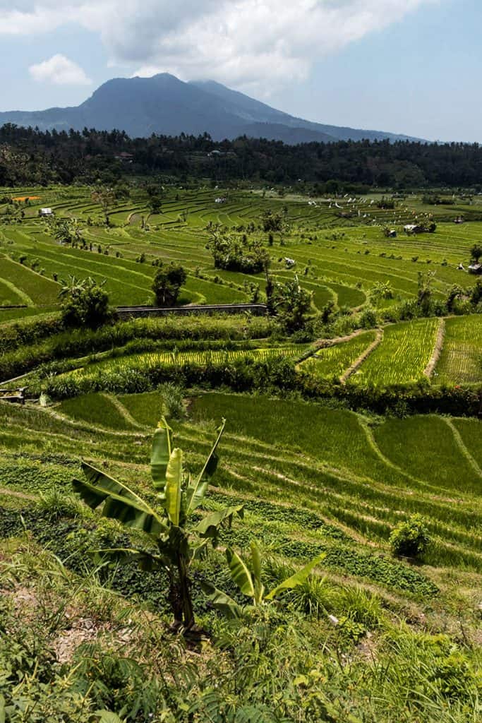 Tirta Gangga Rice Fields in Bali