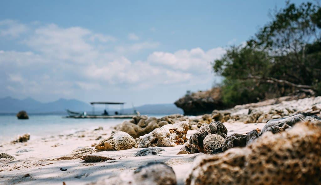Shells on Menjangan Island's beach