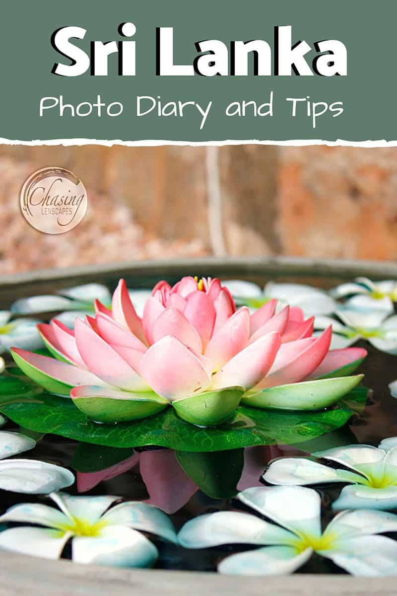 lotus flower in a flower bowl in Sri Lanka