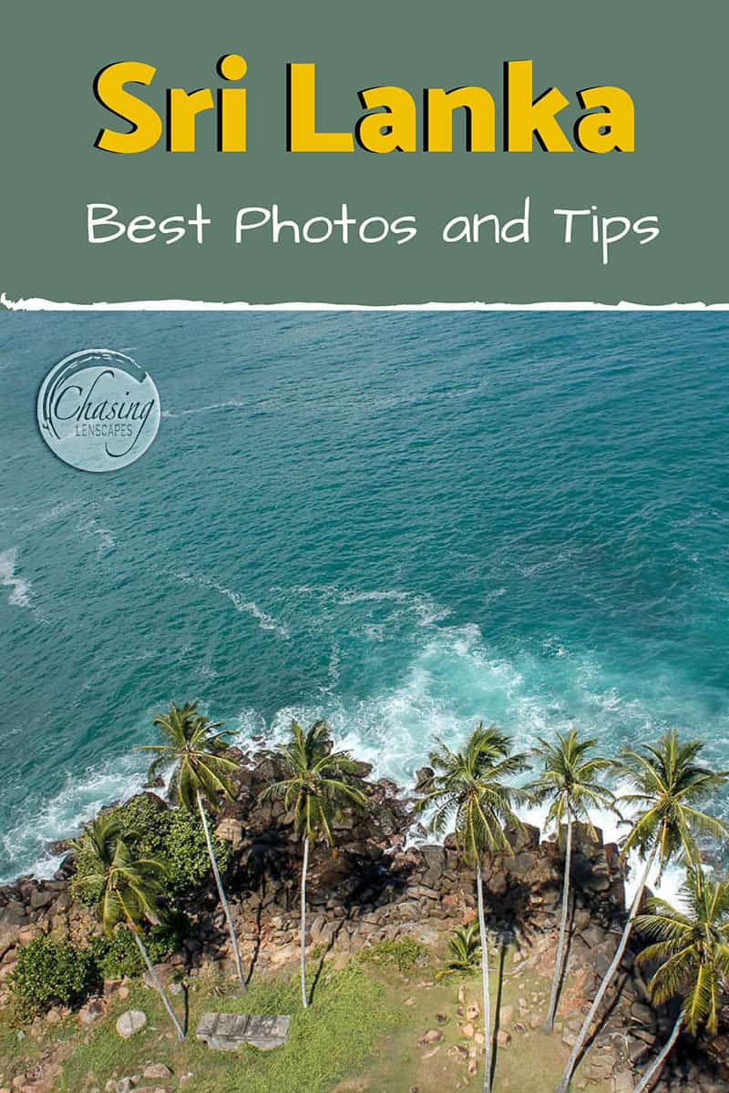 Palm trees in sri lanka from a bird's eye view