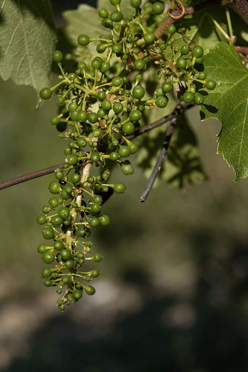 grapes in a vineyard in Istria