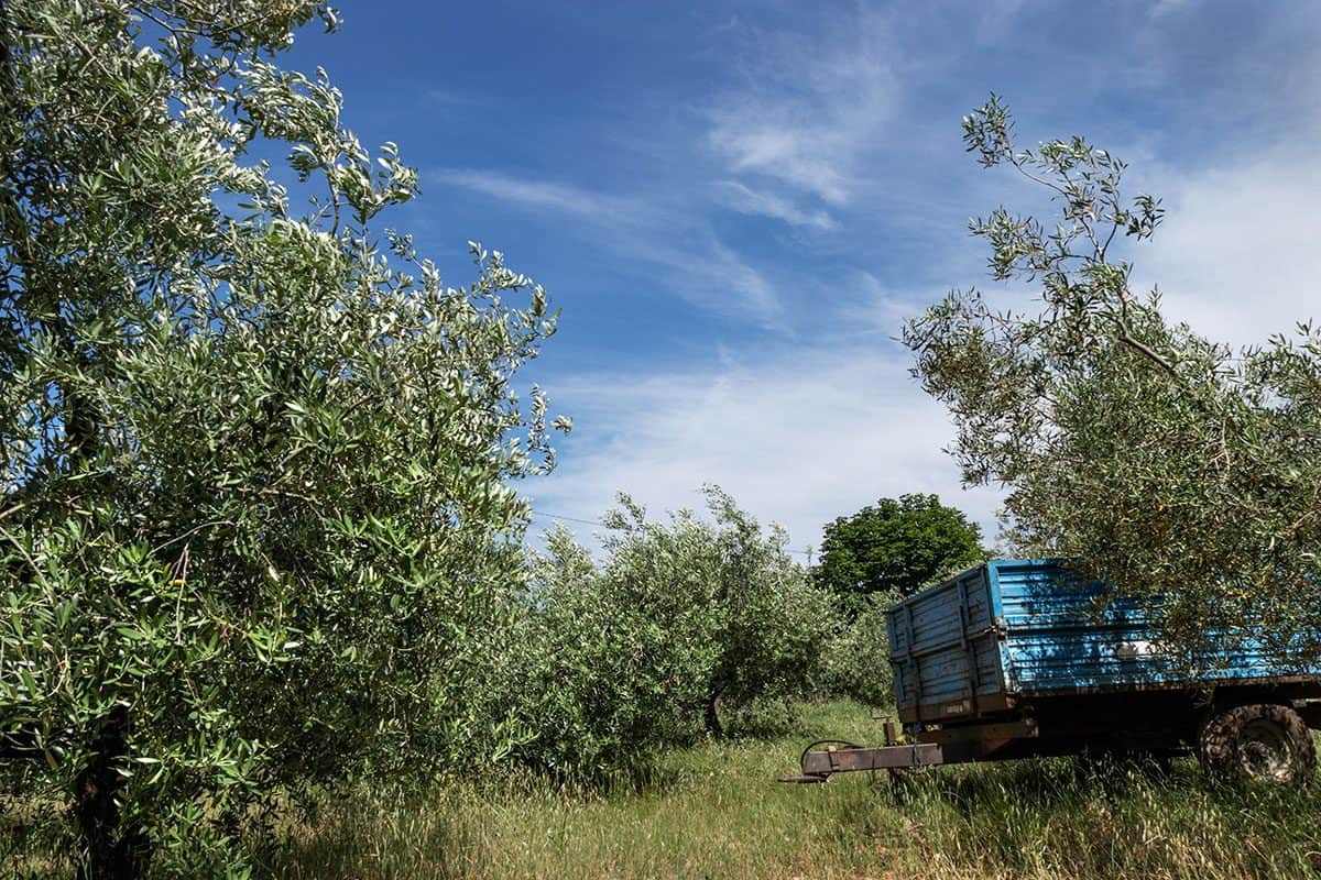 Istria olive groves