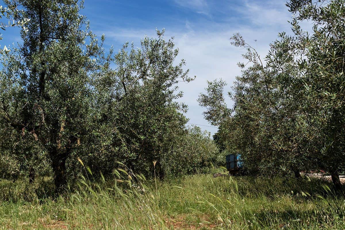 An olive groves in Istria