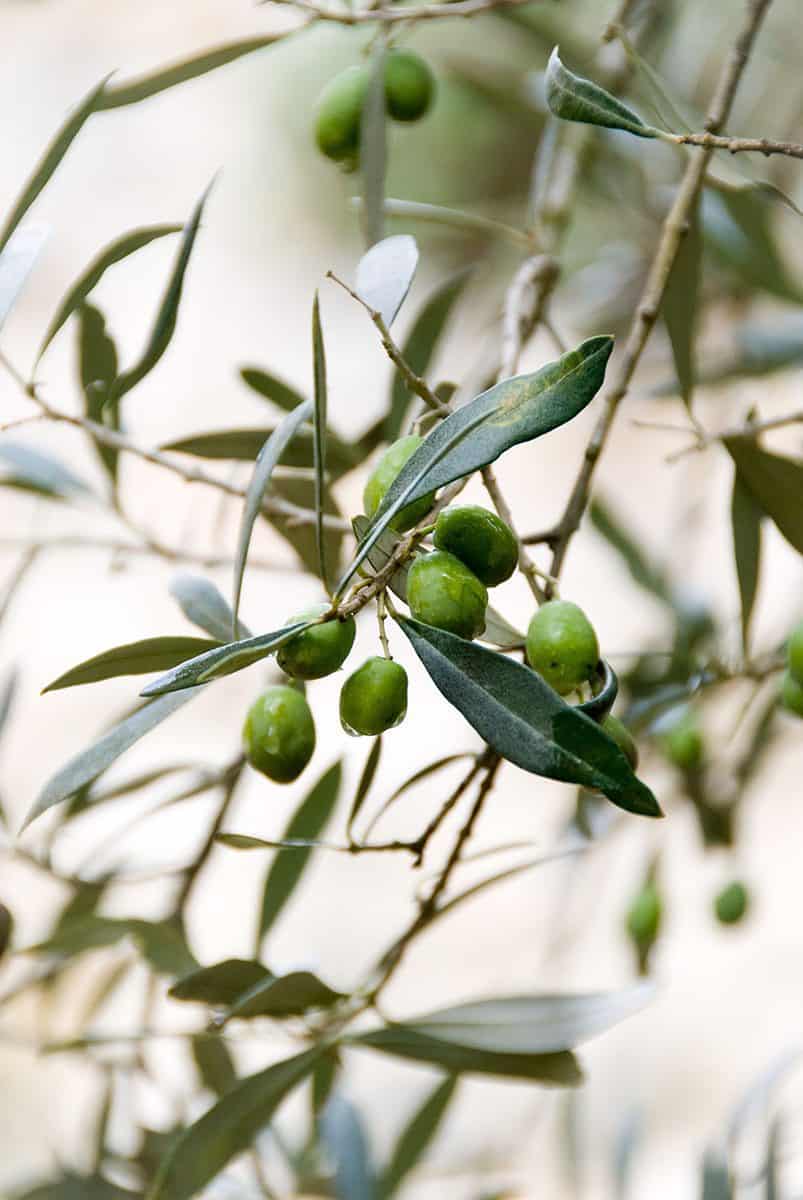 olives