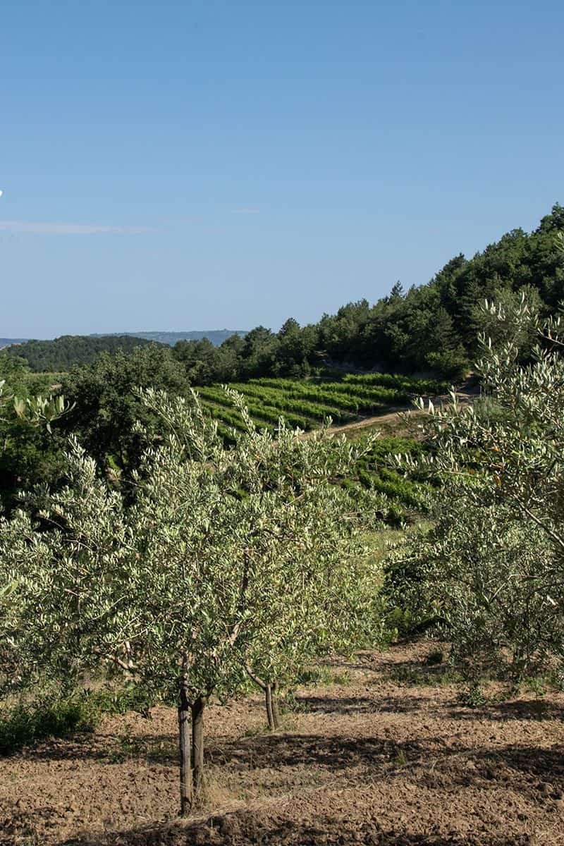 View of olive oil istria in Croatia
