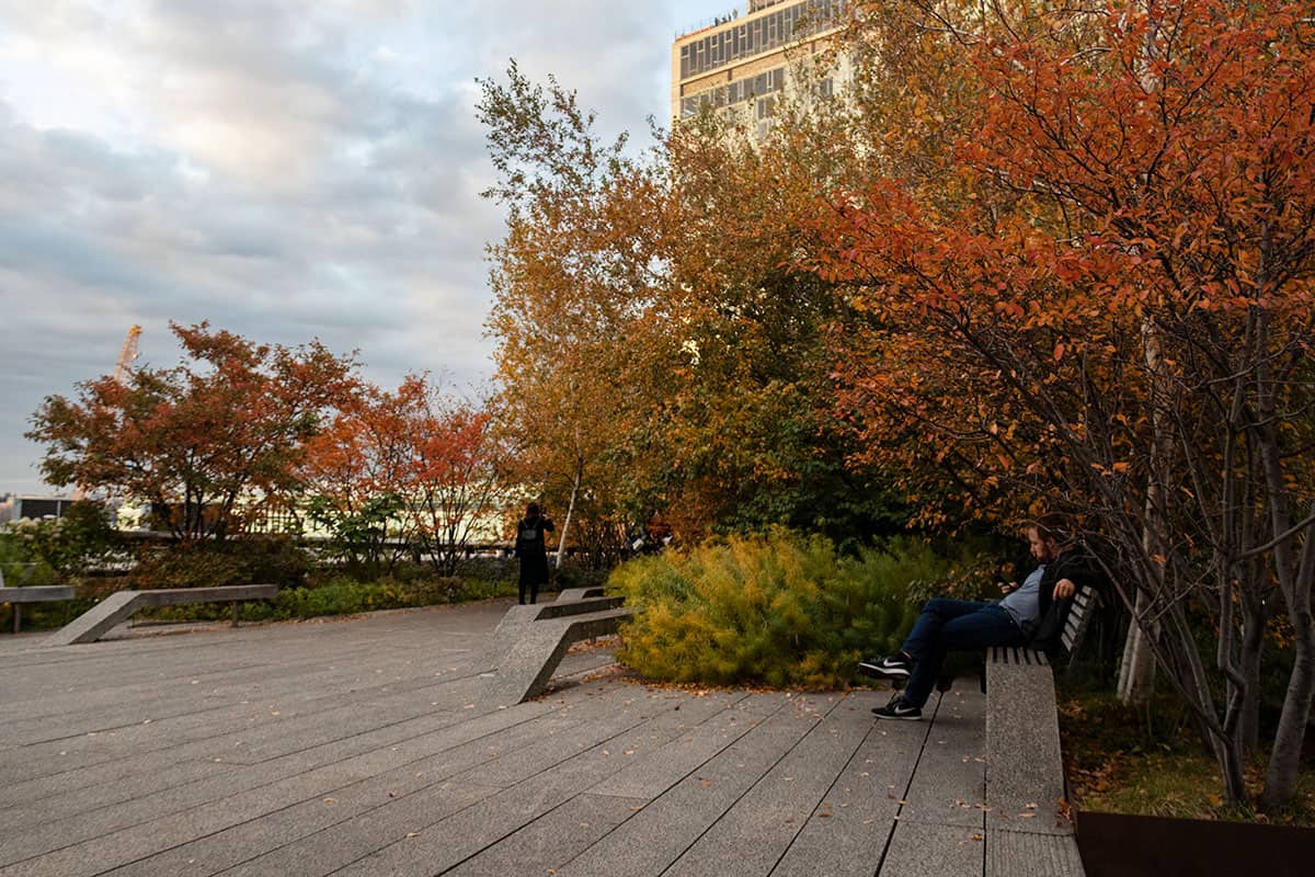 Fall colors in the High Line New York