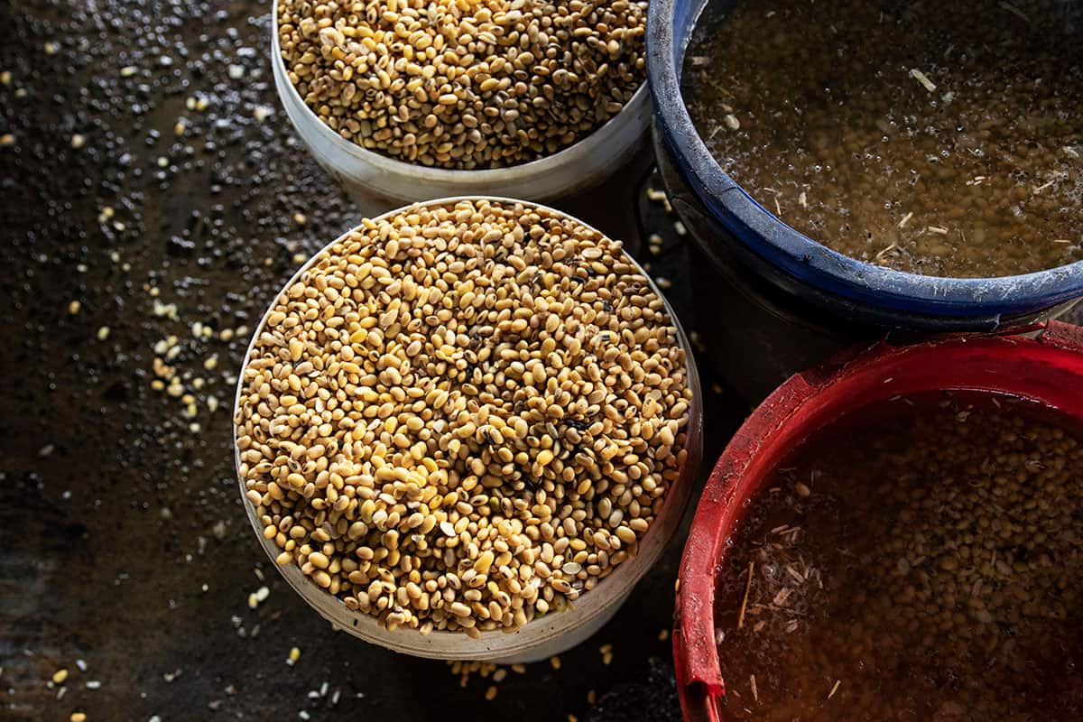 Tofu soy beans in Yogyakarta