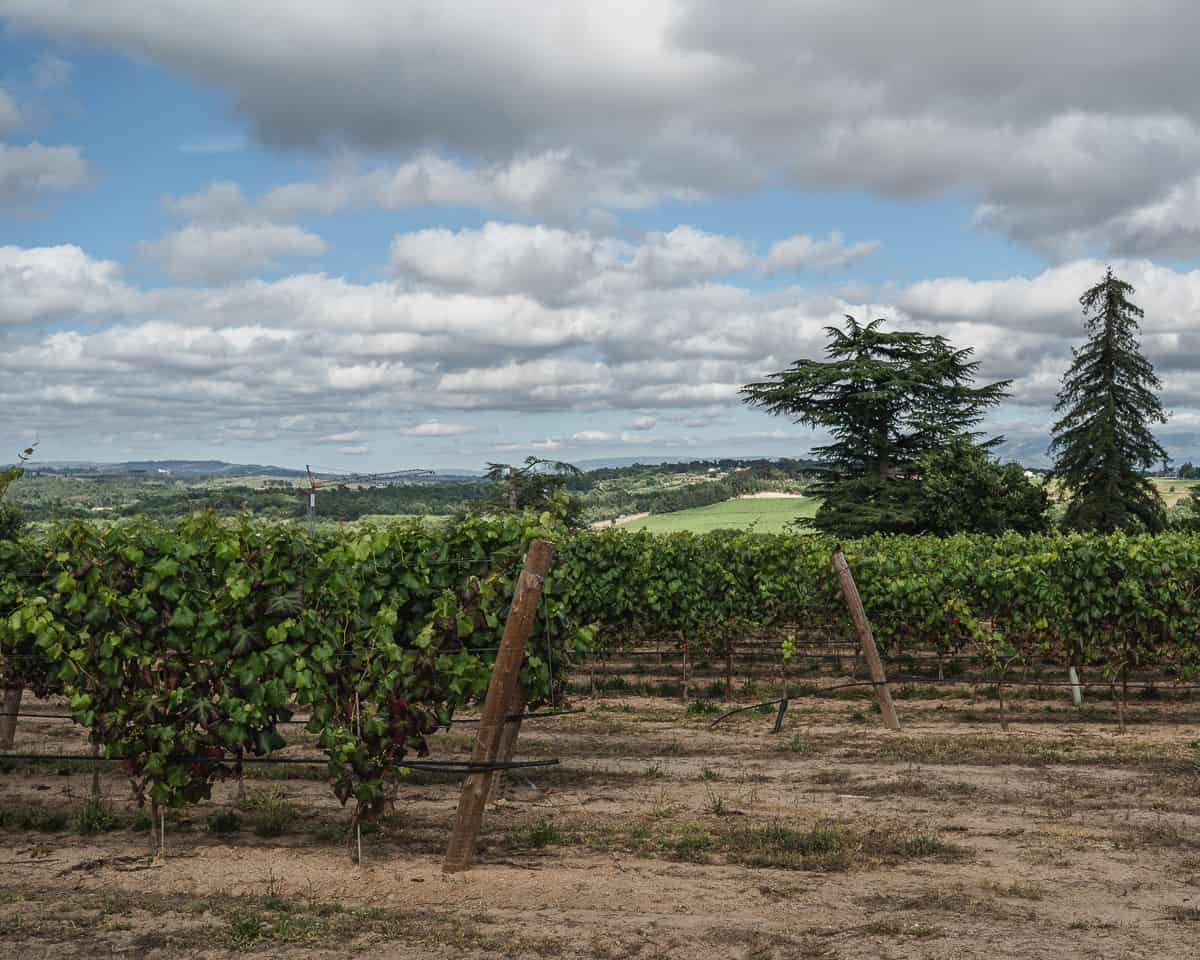 Santar vineyards in Dão Wine region Portugal