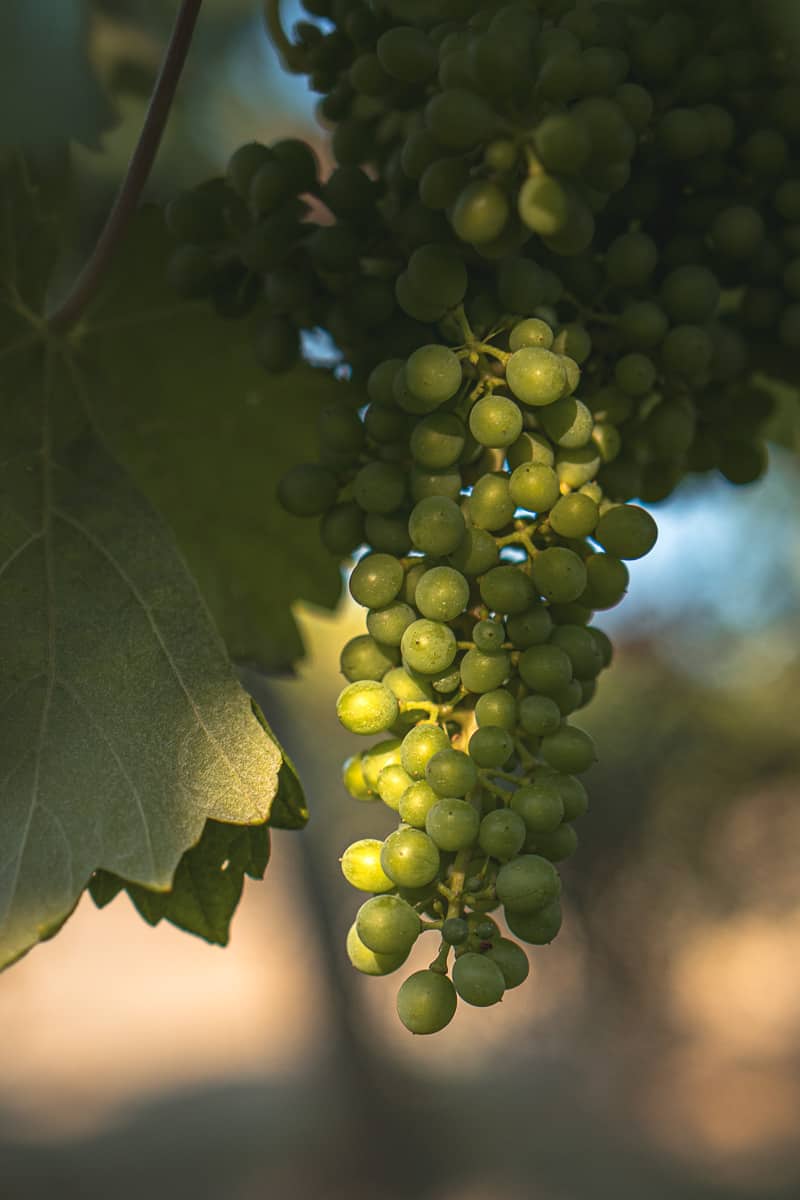 Douro valley's Vineyards north Portugal